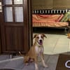 Balto le joyeux créole