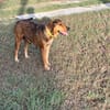 Mama, Femelle, X Berger, née le 25/08/2024 🐶