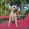Fenzo, Mâle, X Berger, né le 24/04/2026 🐶