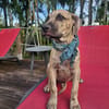 Fenzo, Mâle, X Berger, né le 24/04/2026 🐶