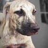 Fenzo, Mâle, X Berger, né le 24/04/2026 🐶