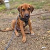 Cavale, Femelle, X Berger, née le 01/06/2026 🐶