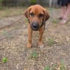 Cavale, Femelle, X Berger, née le 01/06/2026 🐶