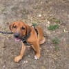 Cavale, Femelle, X Berger, née le 01/06/2026 🐶