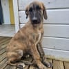 Amaël, Mâle, X Berger, né le 24/04/2026 🐶