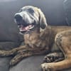 Amaël, Mâle, X Berger, né le 24/04/2026 🐶