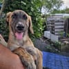 Amaël, Mâle, X Berger, né le 24/04/2026 🐶