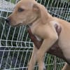 Asco, Mâle, X Berger, né le 01/06/2026 🐶