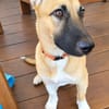 Isis la mini croisée malinoise