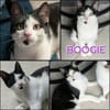 BOOGIE