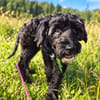 Bobita-kleine Welpin, 5 Monate alt