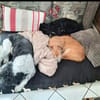 Bobita-kleine Welpin, 5 Monate alt