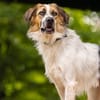 Smile wartet in der Tierherberge Donzdorf