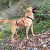 Carlos- besonderer Hund sucht Menschen