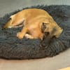 Lillie sucht ihr Für-immer-Zuhause