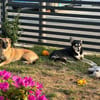 Lillie sucht ihr Für-immer-Zuhause