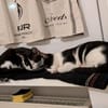 Die hübsche Freya sucht ihr Körbchen