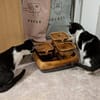 Die hübsche Freya sucht ihr Körbchen