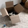Die hübsche Freya sucht ihr Körbchen