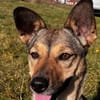 Pax sucht Paten und Spender