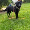 Sally Freundliche Sally sucht ihr aktives Zuhause