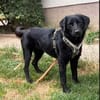 Sally Freundliche Sally sucht ihr aktives Zuhause