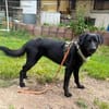 Sally Freundliche Sally sucht ihr aktives Zuhause
