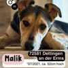 Treuer MALIK sucht neues Glück