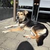 Treuer MALIK sucht neues Glück
