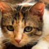 SUNNY, kuschlige, liebenswürdige Kätzin sucht
