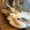 SUNNY, kuschlige, liebenswürdige Kätzin sucht