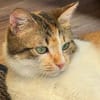 SUNNY, kuschlige, liebenswürdige Kätzin sucht
