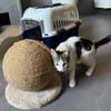 Süße Lumi sucht ein Zuhause
