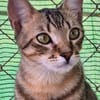 Junge Katzenbrüder Utah und Unay