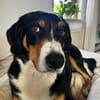 Fröhlicher Appenzeller Sennenhund Rocco wartet in 74214