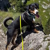 Fröhlicher Appenzeller Sennenhund Rocco wartet in 74214