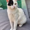 Lieber, junger Kater Pirata