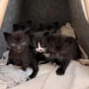 Vier kleine Kater suchen ab Mitte November ihr Zuhause