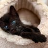 Vier kleine Kater suchen ab Mitte November ihr Zuhause