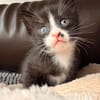 Vier kleine Kater suchen ab Mitte November ihr Zuhause