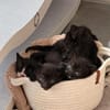 Vier kleine Kater suchen ab Mitte November ihr Zuhause
