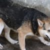 Scotty - sucht dringend ein Zuhause!