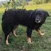 Liebes Hütemixmädchen Bartola sucht ein Zuhause