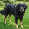 Liebes Hütemixmädchen Bartola sucht ein Zuhause