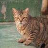 Unkomplizierter, lieber Kater John