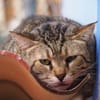 Unkomplizierter, lieber Kater John