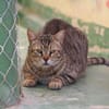 Unkomplizierter, lieber Kater John