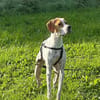Samy, geb. ca. 07/2025, 52379 Langerwehe