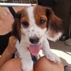 Liza- Freude auf kurzen Beinchen
