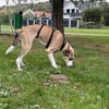 Ryan aus 31195 Lamspringe sucht sein zu Hause